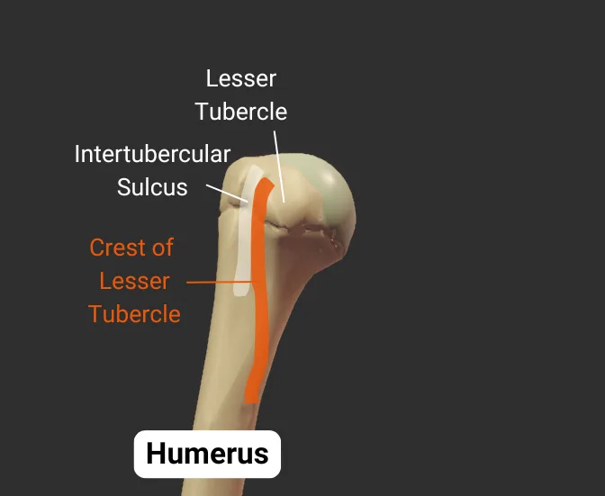 Crest of Lesser Tubercle - anterior - isolated